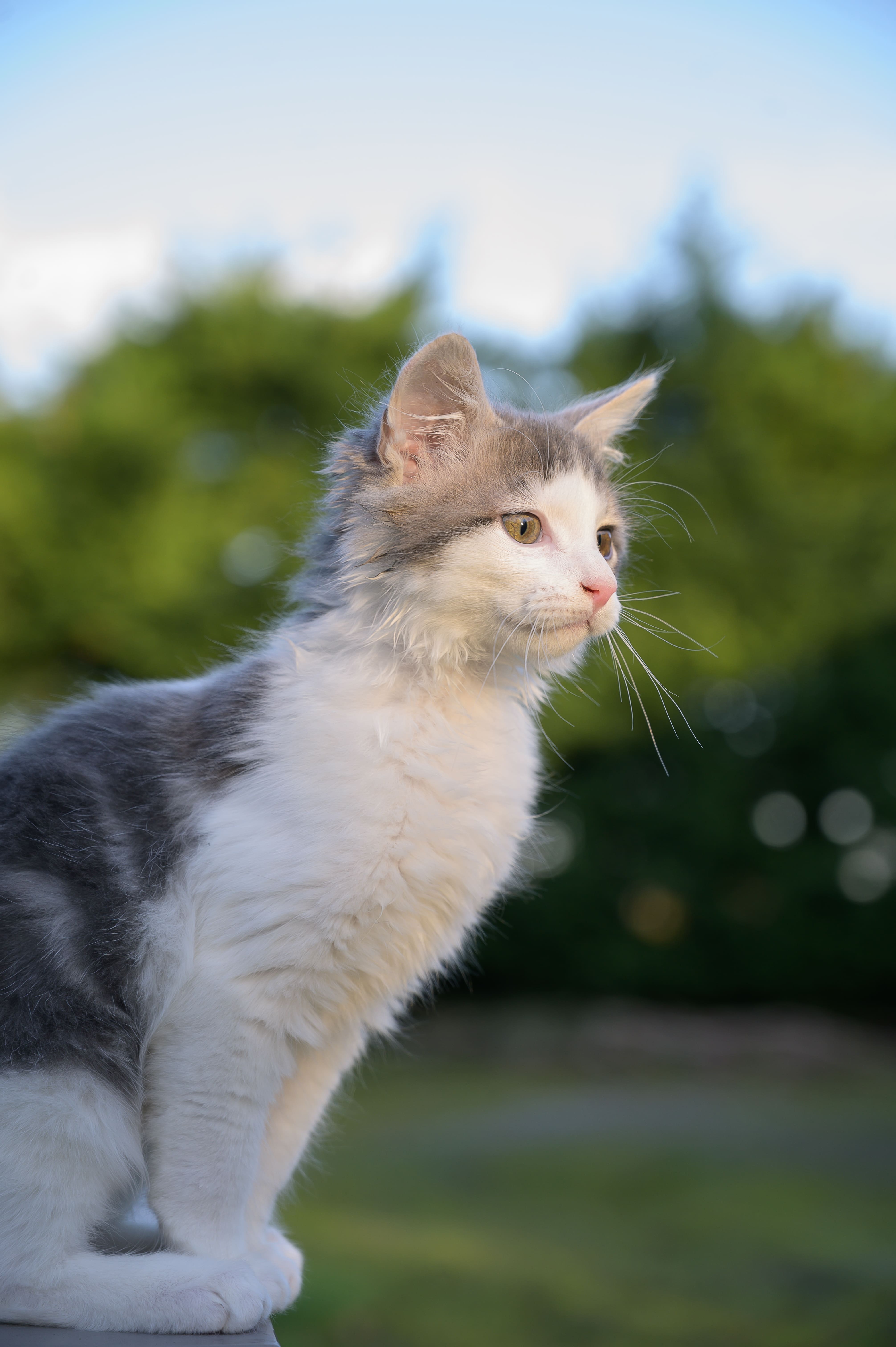 Photo de chat 1